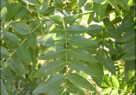 “Styphnolobium japonicum” (Sófora, acacia de Japón)